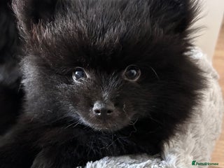 Pomeranian dogs Pomeranians - ONLY BLACK BOY LEFT - Advert 15