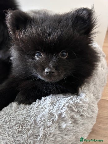 Pomeranian dogs Pomeranians - ONLY BLACK BOY LEFT - Advert 7