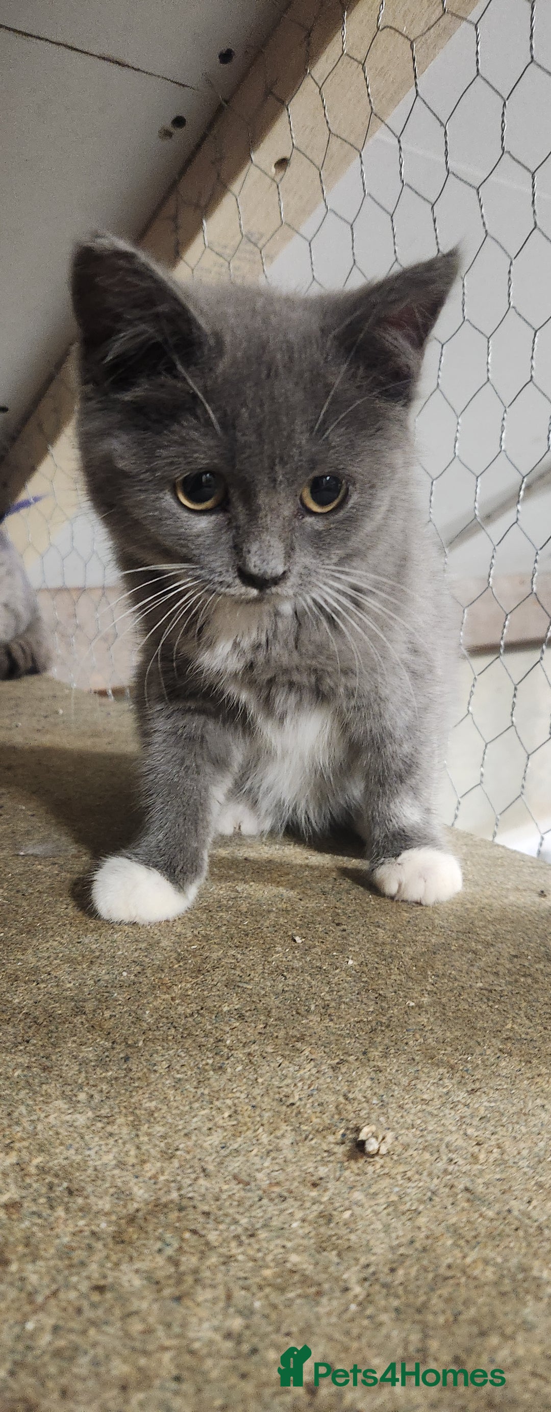 British Shorthair cats for sale: Pure British short-hair kittens  - Image 3