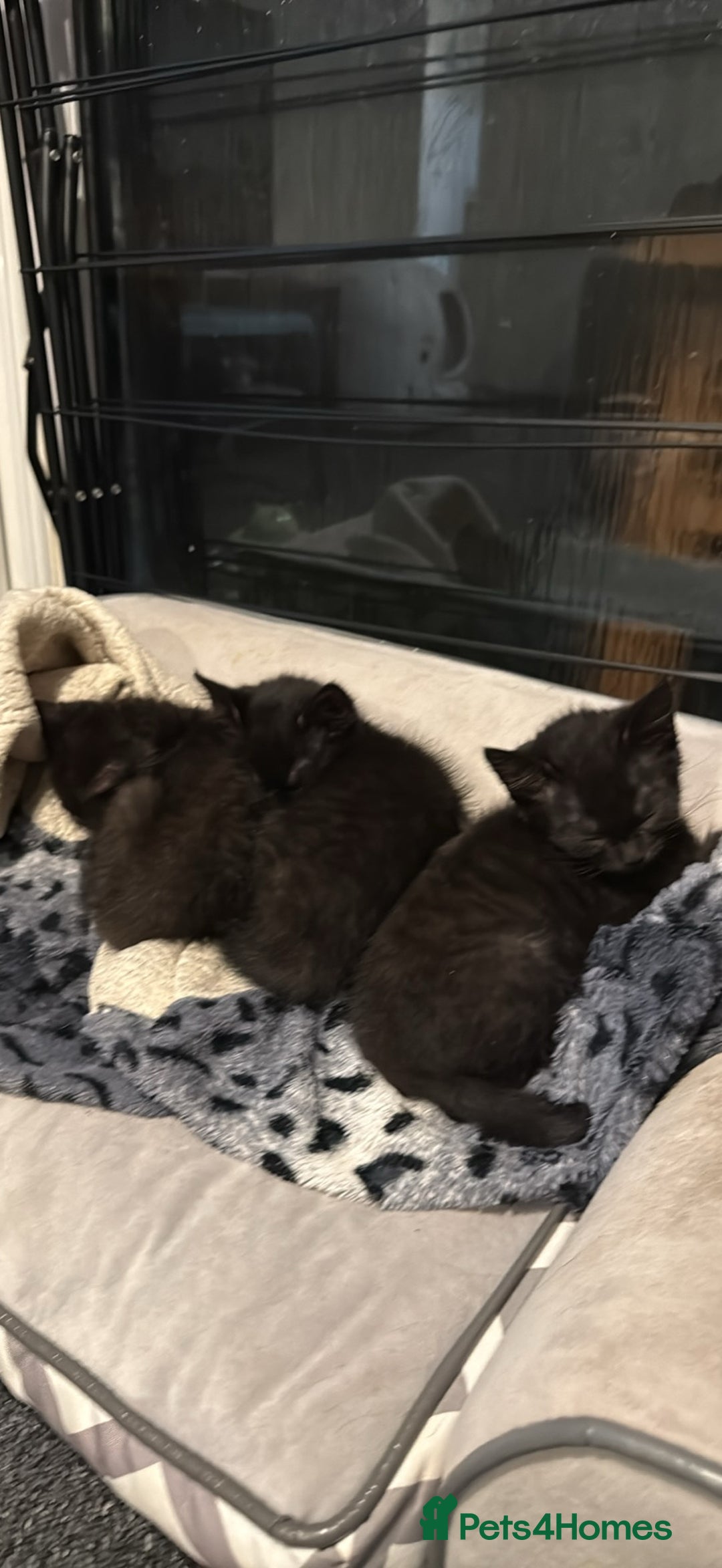 Bombay cats for sale: 3 black Bombay kittens female - Advert 2
