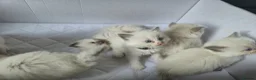Ragdoll cats for sale: Ragdoll kittens  - Advert 3