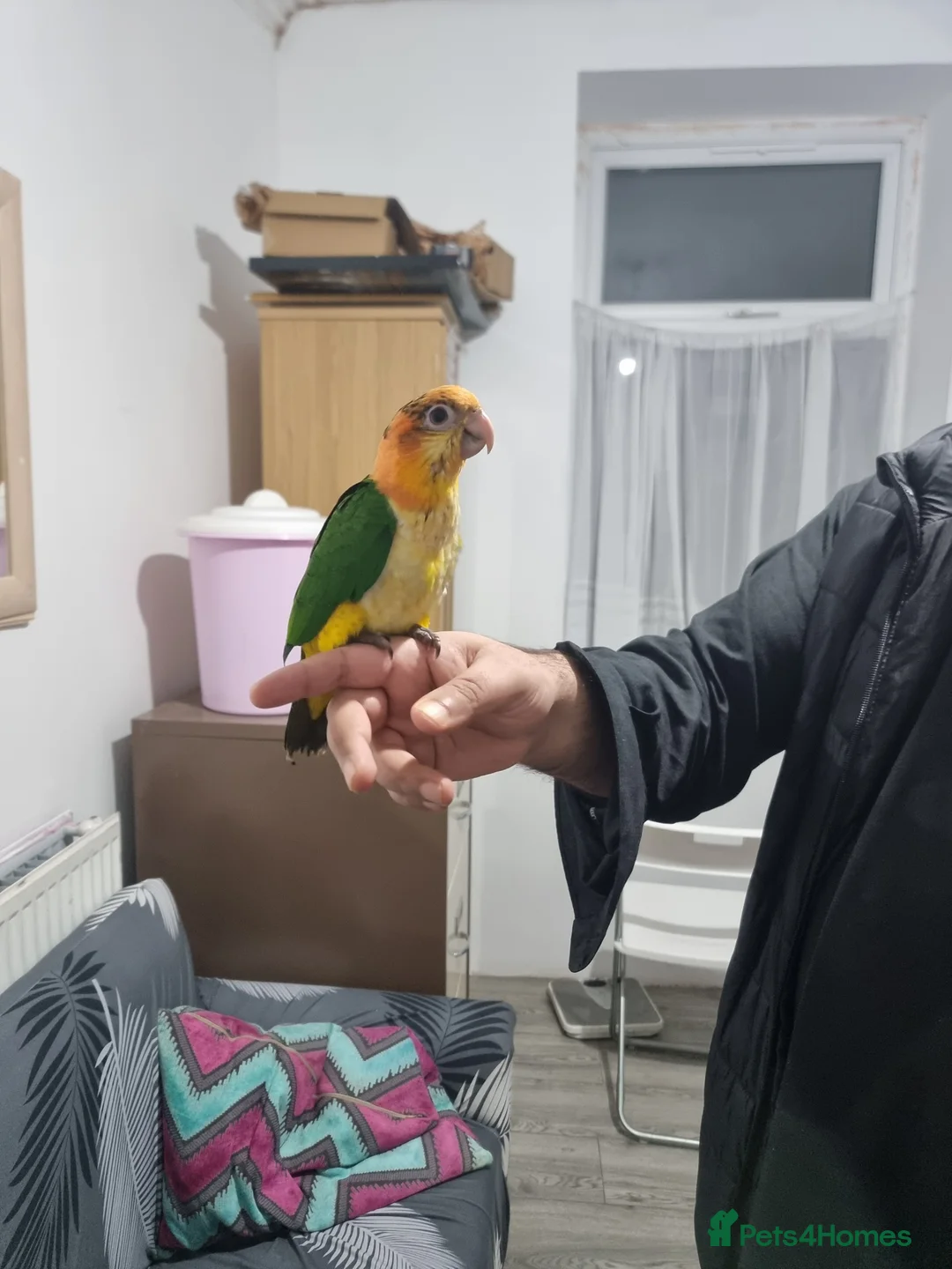 Parrots birds for sale: Baby handreared yellow thigh caique parrot superta - Advert 3