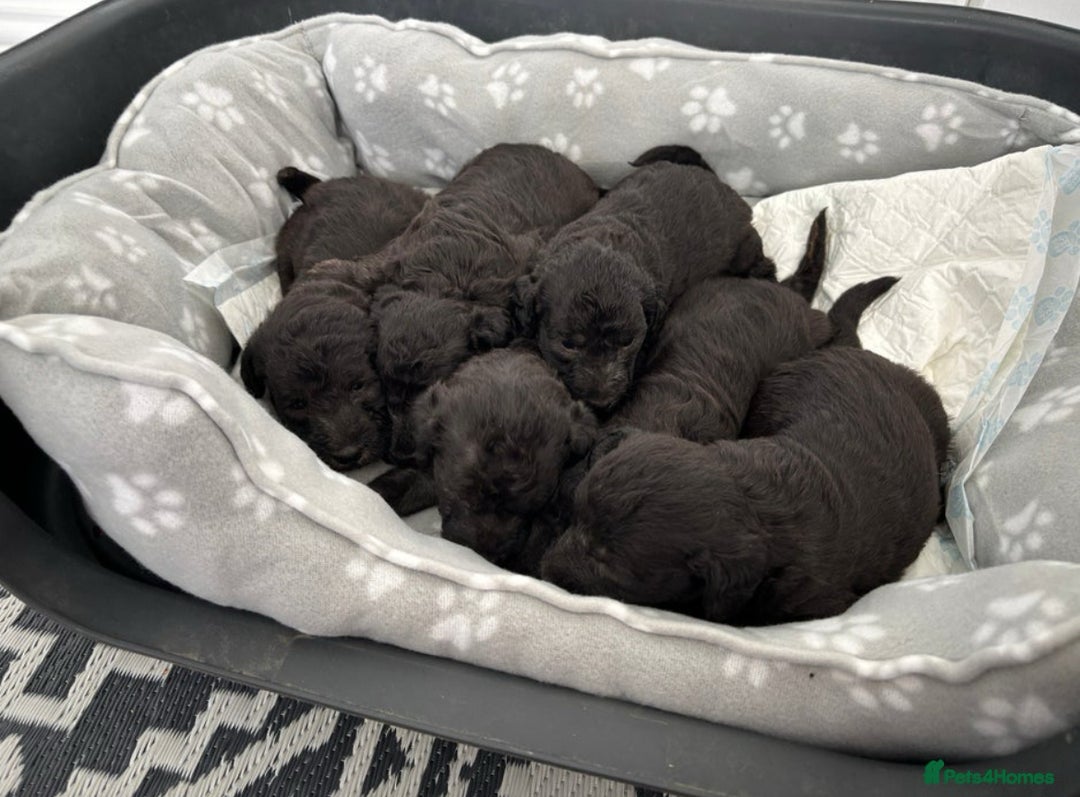 Bedlington Terrier dogs for stud: KC Registered Bedlington Terrier Stud in Ferryhill - Image 29