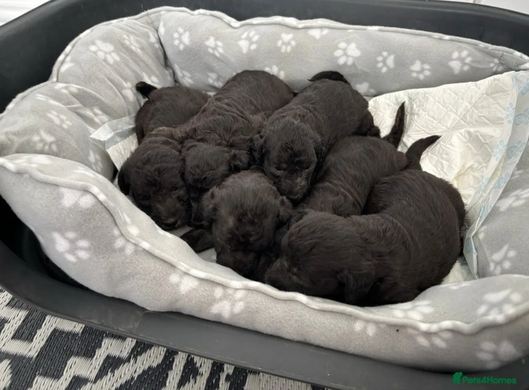 Bedlington Terrier dogs for stud: KC Registered Bedlington Terrier Stud in Ferryhill - Advert 29