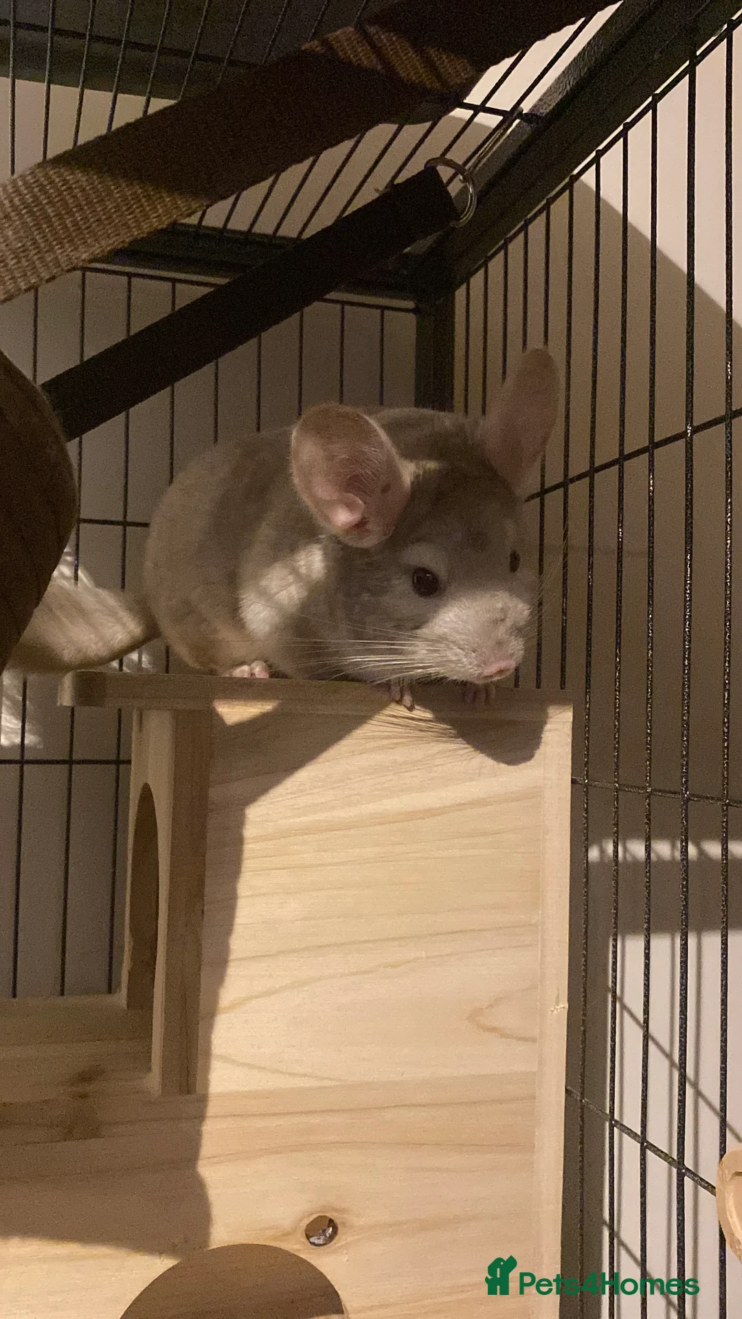 Chinchilla rodents for sale: Chinchilla with full set up  - Advert 3