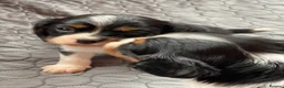 Cavalier King Charles Spaniel dogs for sale: Cavalier King Charles Spaniels  - Advert 5