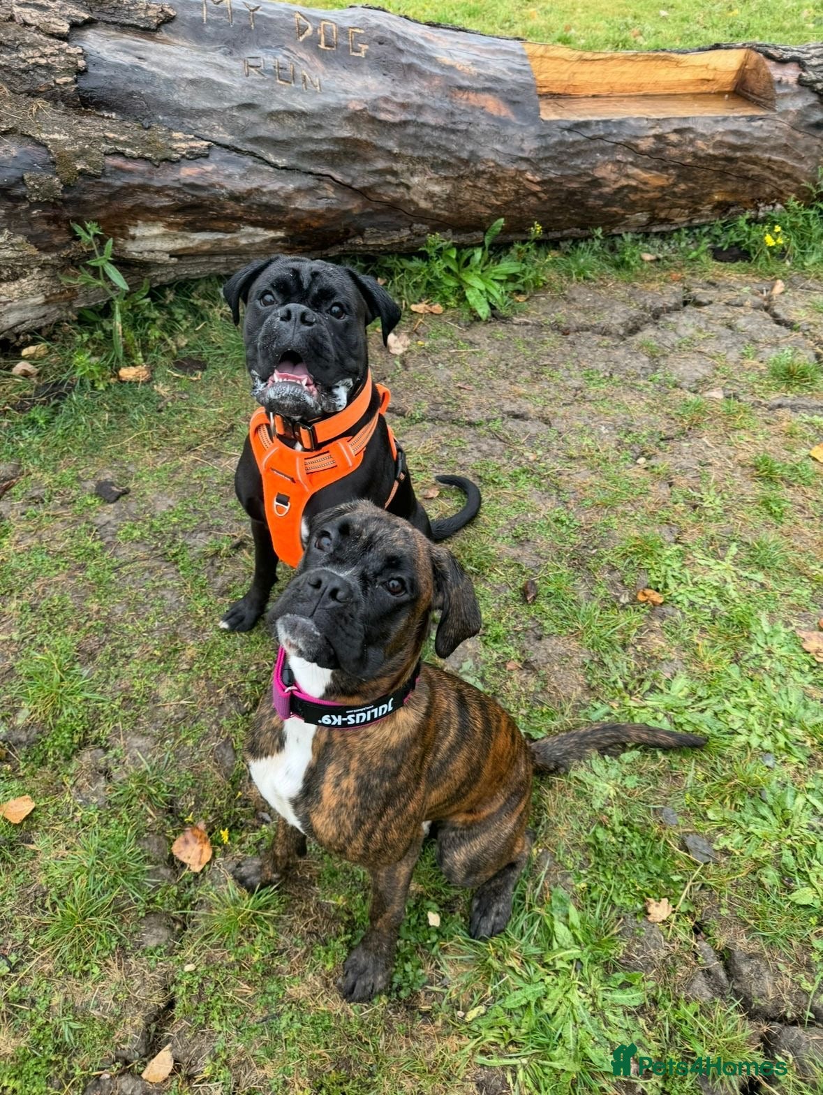 Boxer dogs KC Boxer Puppies  – Waiting List Now Open 🐾 - Advert 1