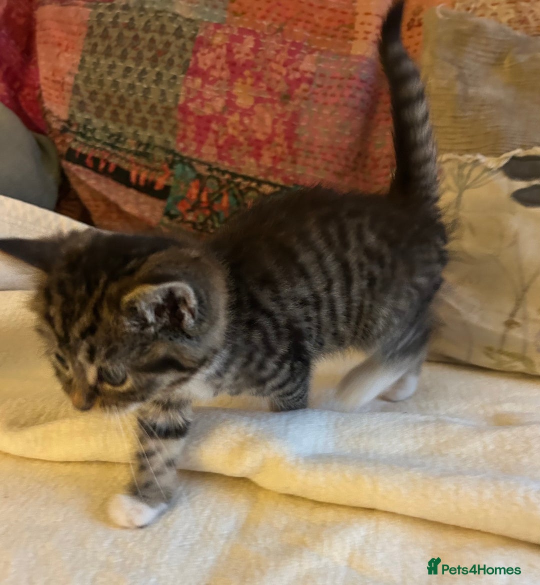 Persian cats for sale: GORGEOUS PERSIAN X KITTENS - Advert 13