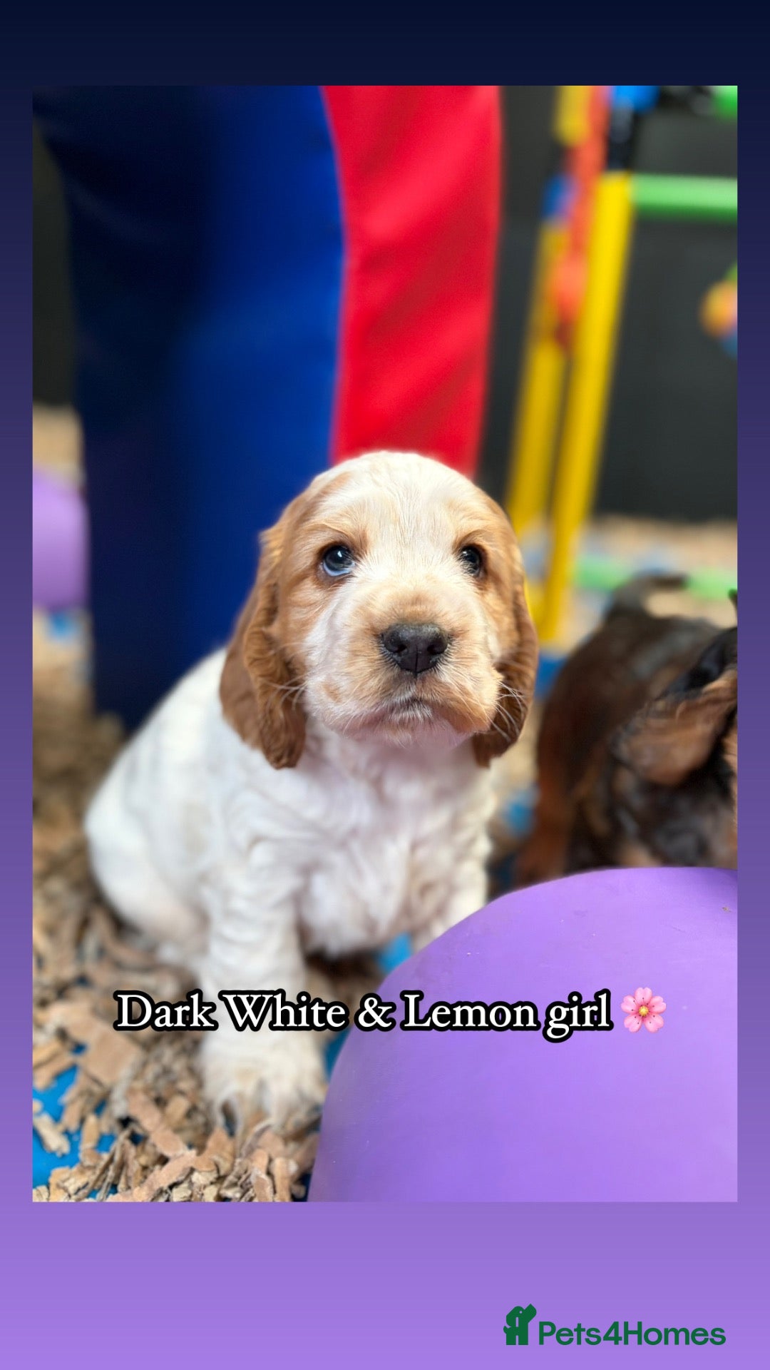 Cocker Spaniel dogs 🏆 Award Winning 🏆 - Advert 1