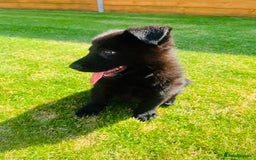 German Shepherd dogs for sale: KC Registered German Shepard Babies 🐾🐾🐾 - Image 8