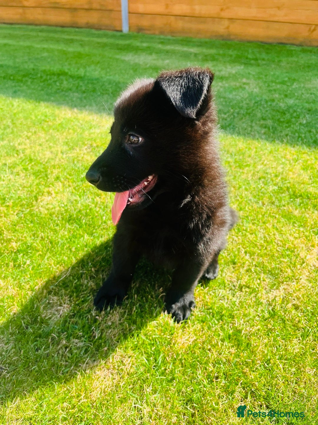 German Shepherd dogs for sale: KC Registered German Shepard Babies 🐾🐾🐾 - Image 8