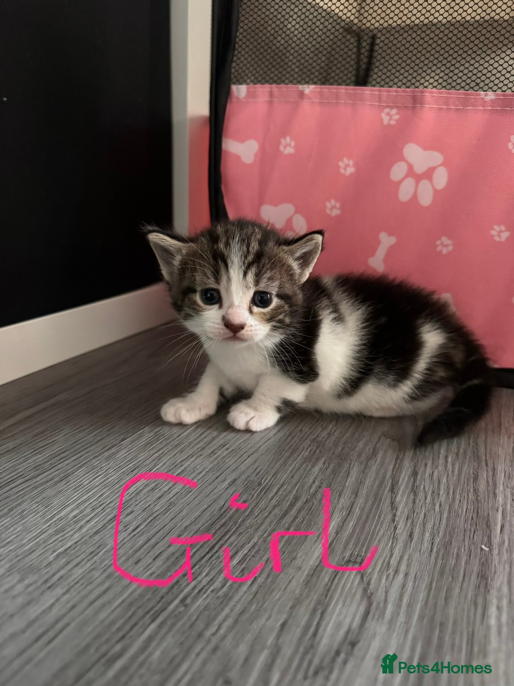 Mixed Breed Kitten 4