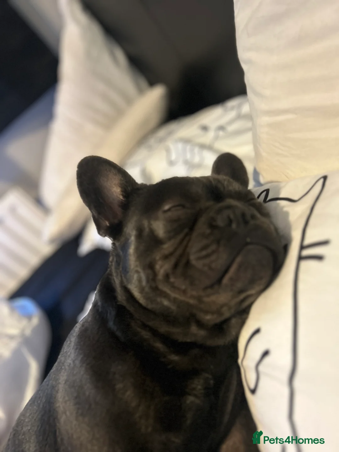 French Bulldog dogs for stud: Blue French Bulldog Stud Available – Aki 🐶💙 - Advert 9