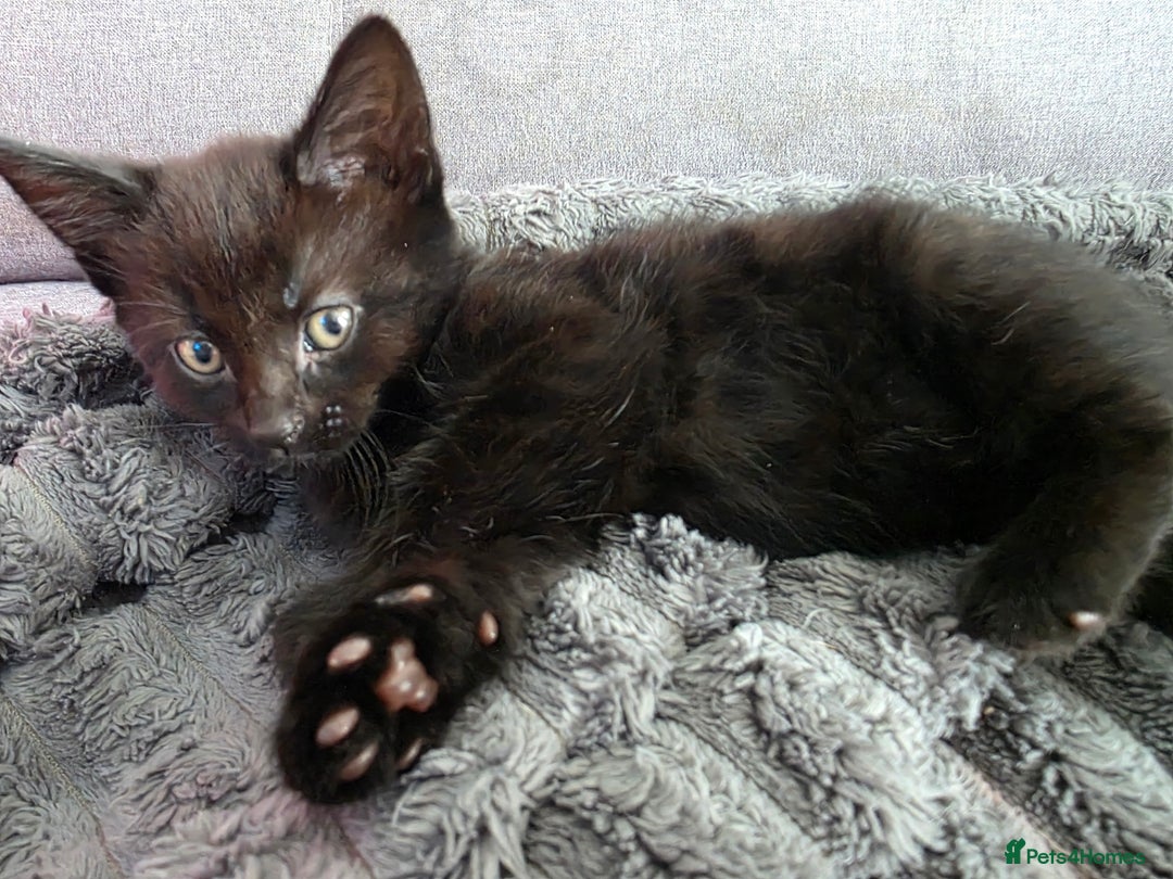 Mixed Breed cats for sale: Lovely little kitten girl - Image 7