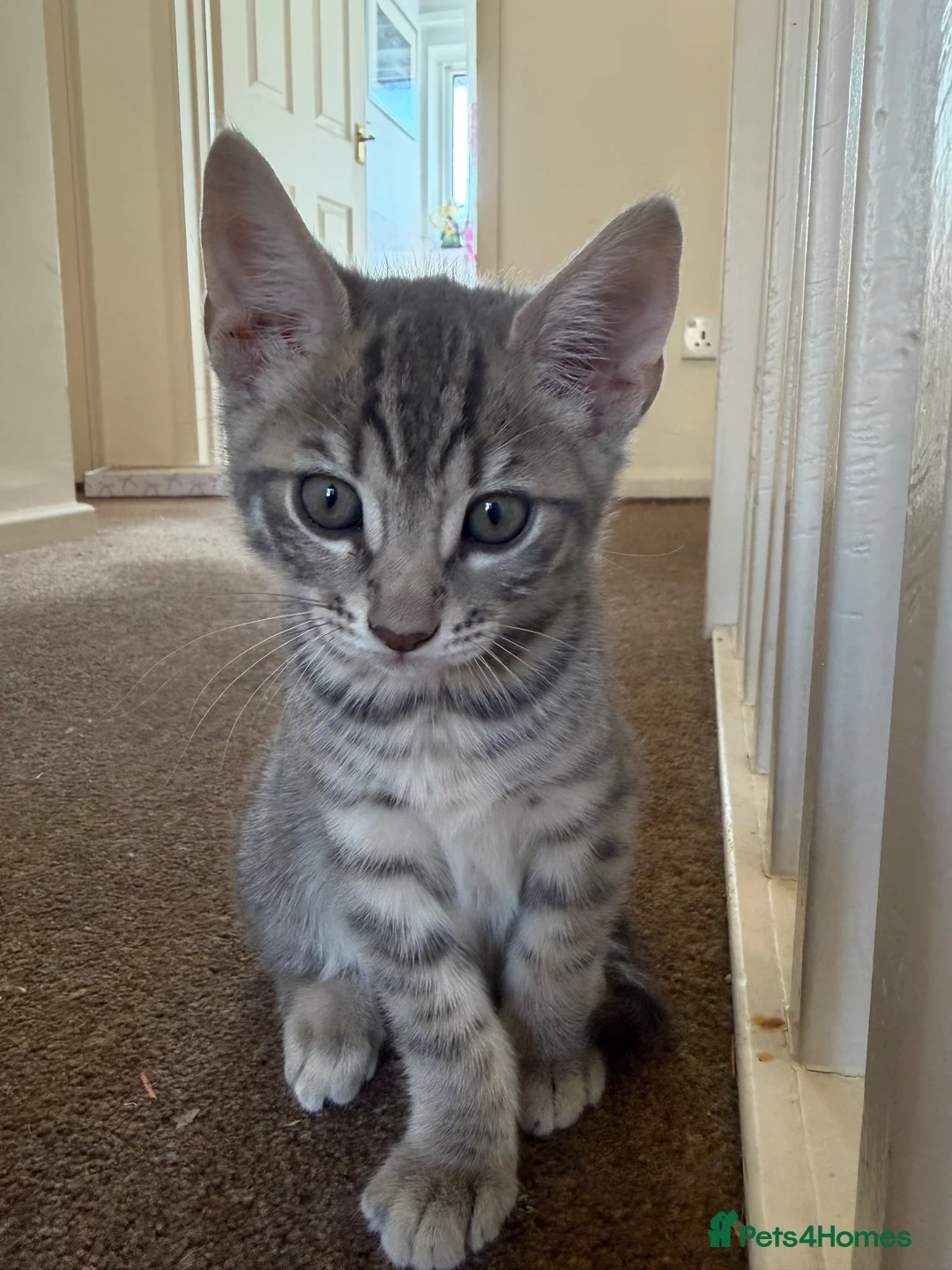 Bengal cats for sale: Half bengal kitten in Horsham - Advert 2