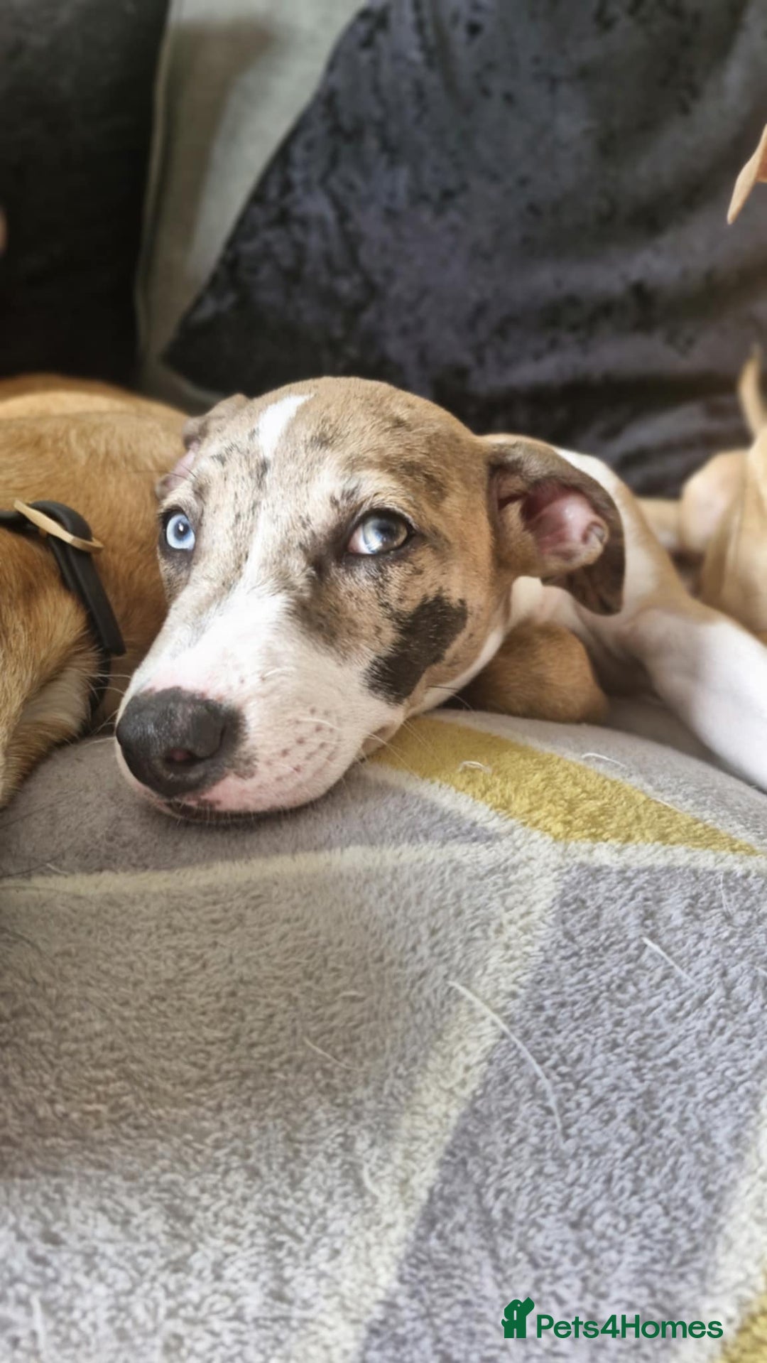 Brindle Staffy Cross Kelpie Staffy X Greyhound Kelpie Cross Staffy