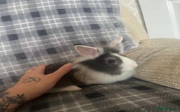 Mini Lion Lop rabbits for sale: Baby bunnies mini lion lops ready now  - Image 6