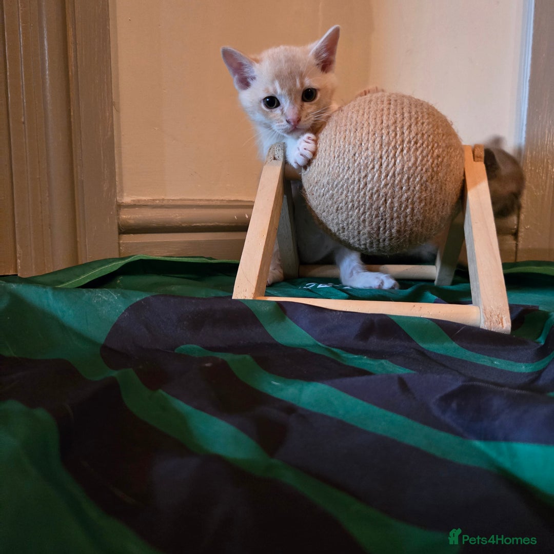 Burmese cats for sale: Pure pedigree, Registered Burmese,Vet checked 2x - Advert 2