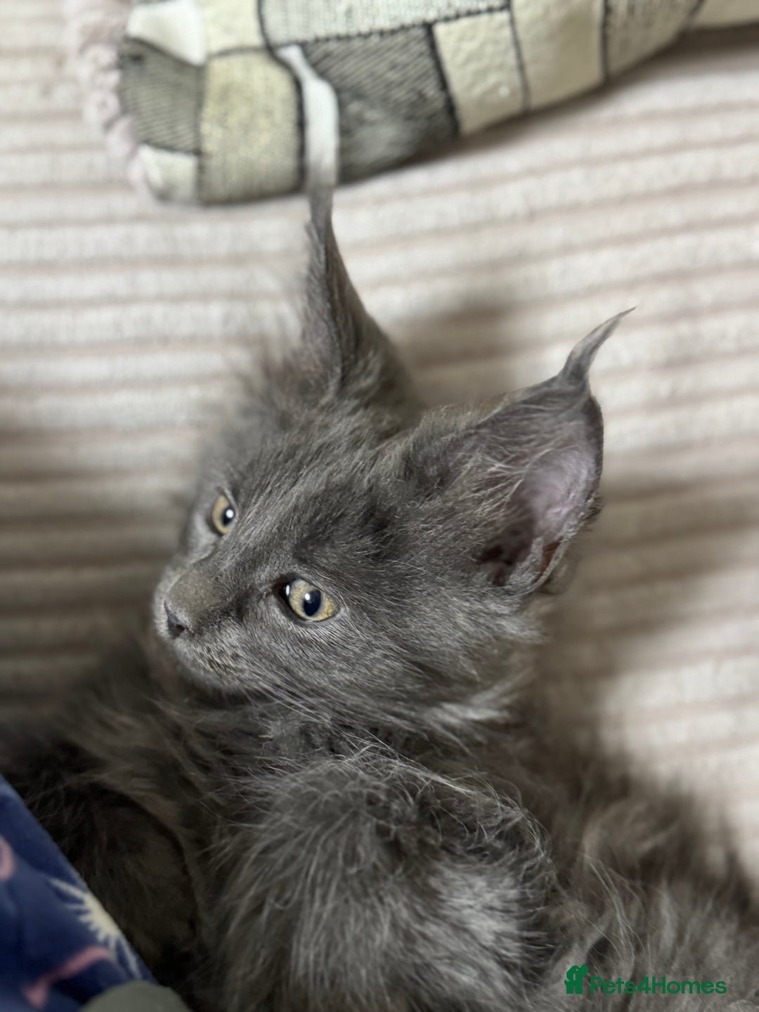 Maine Coon cats for sale: Adorable pure breed Maine coon Kittens’s for sale - Advert 30