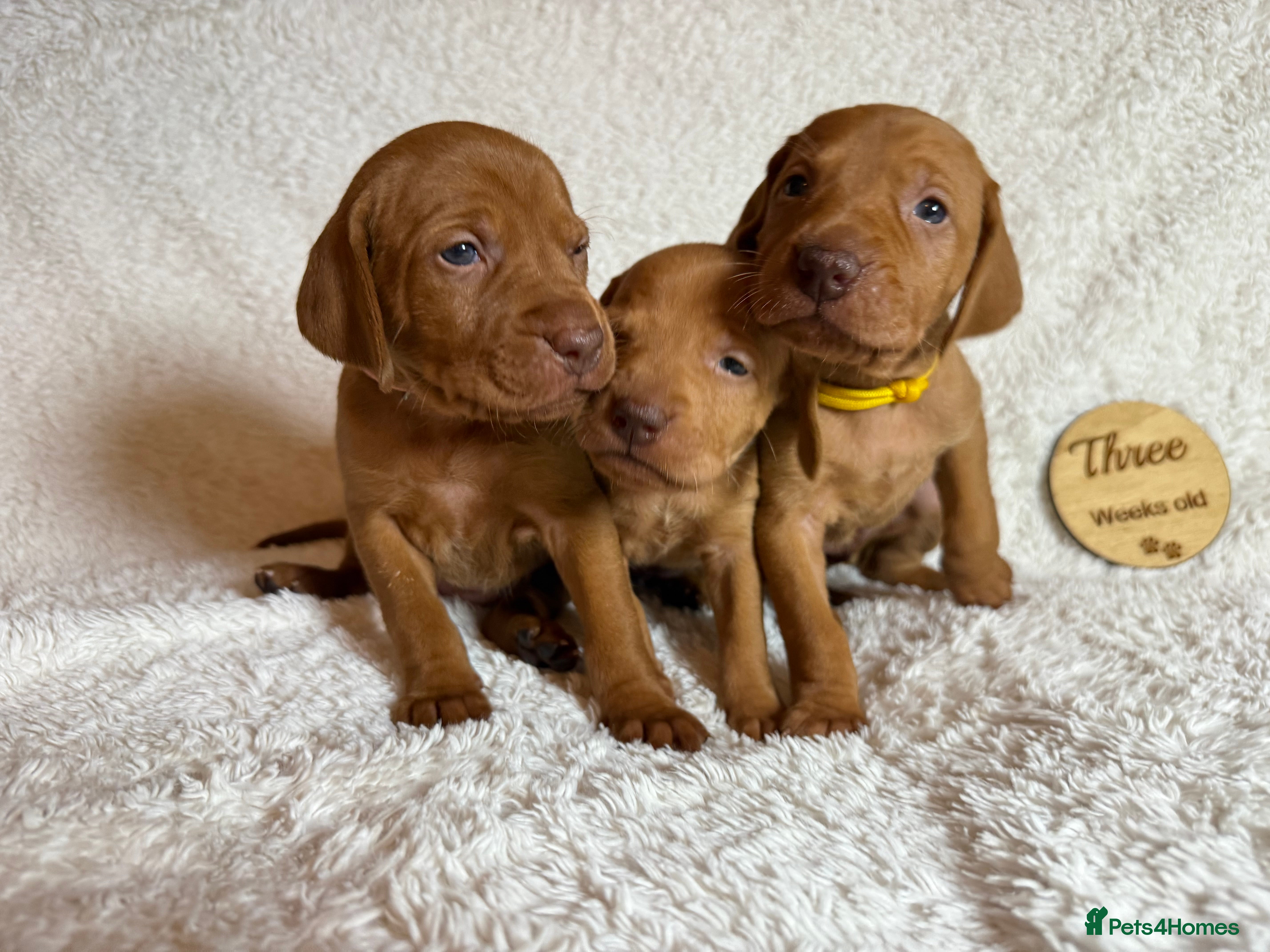 Hungarian Vizsla dogs KC registered Hungarian Viszla puppies - Advert 1