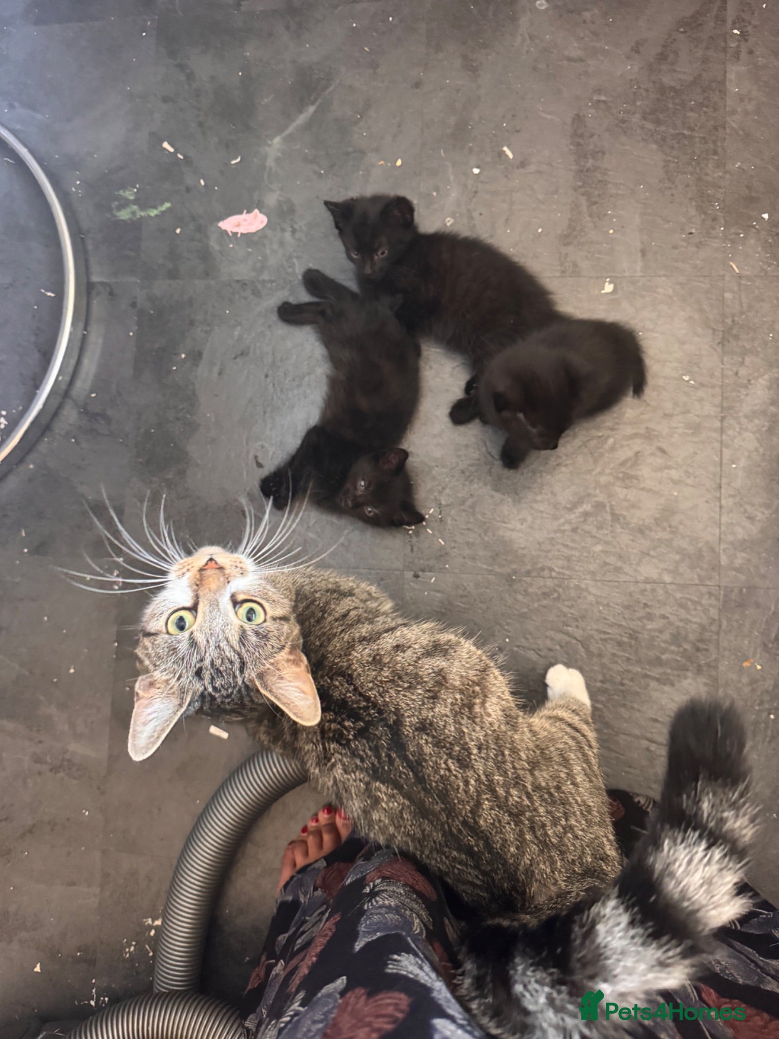 Mixed Breed cats Black kittens for sale  - Advert 1