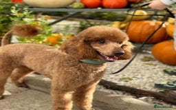 Cockapoo dogs for sale: ✨ Adorable F1B Cockapoo Puppies–Ready 13th Nov ✨ - Image 5