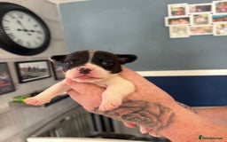 Mixed Breed dogs for sale: French Bull Jacks x 5 (All male)  - Image 7
