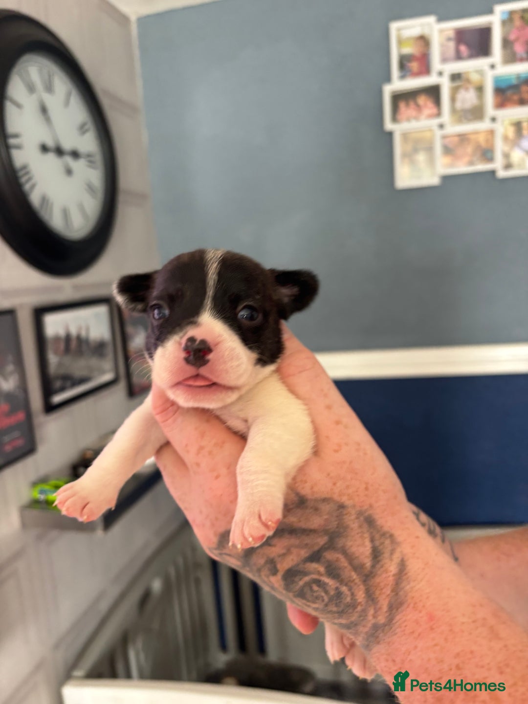 Mixed Breed dogs for sale: French Bull Jacks x 5 (All male)  - Image 7