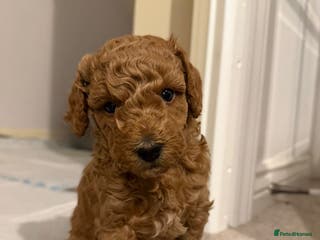 Toy Poodle dogs Toy poodle - Advert 18