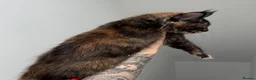 Maine Coon cats for sale: Champion line kittens 🥰 Ready to go☺️ - Advert 4