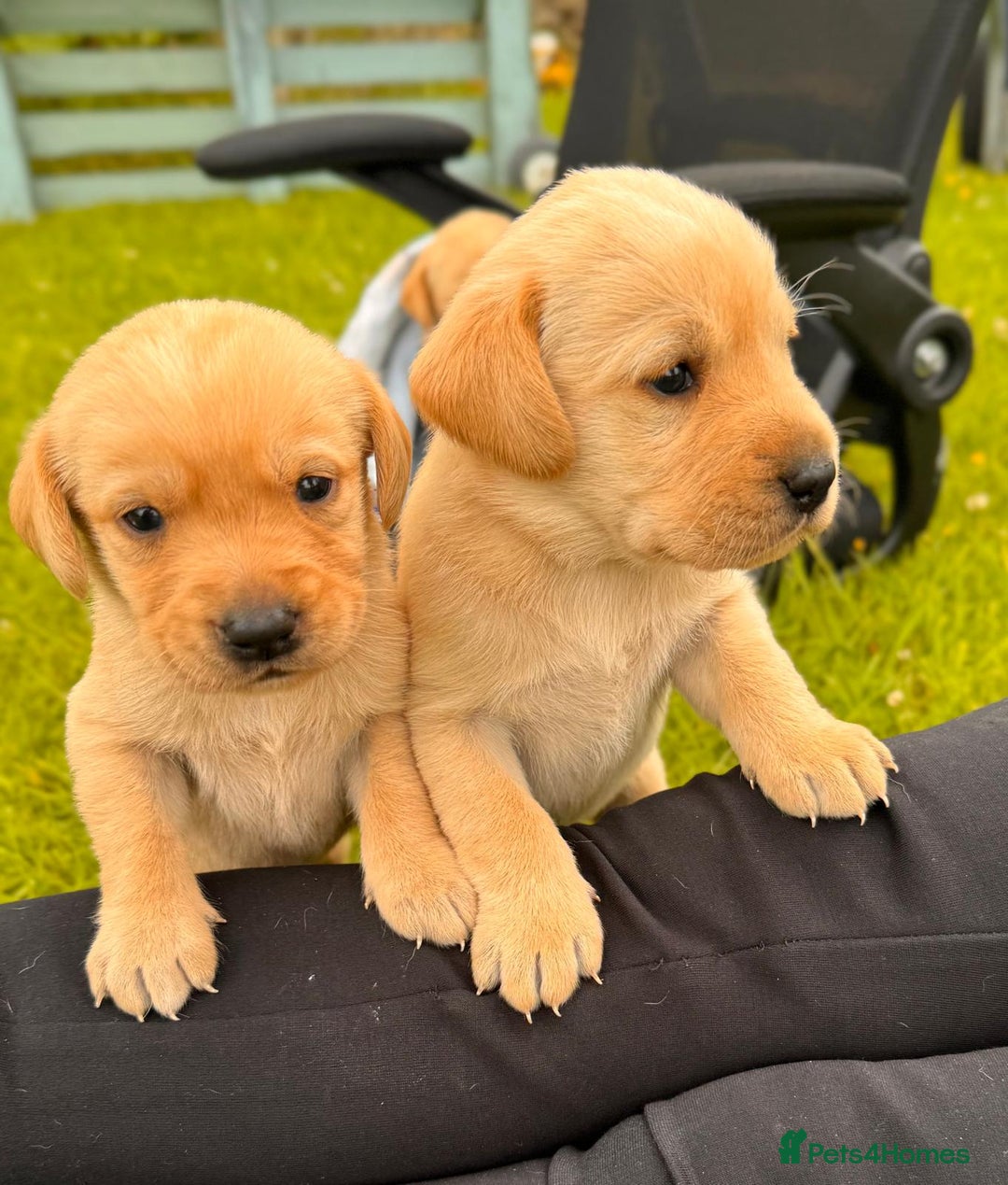 Labrador Retriever dogs for sale: Healthy Adorable kC registered Labrador puppies  - Image 7