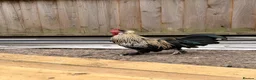 Mixed Breed poultry for sale: Cockerel - Advert 2