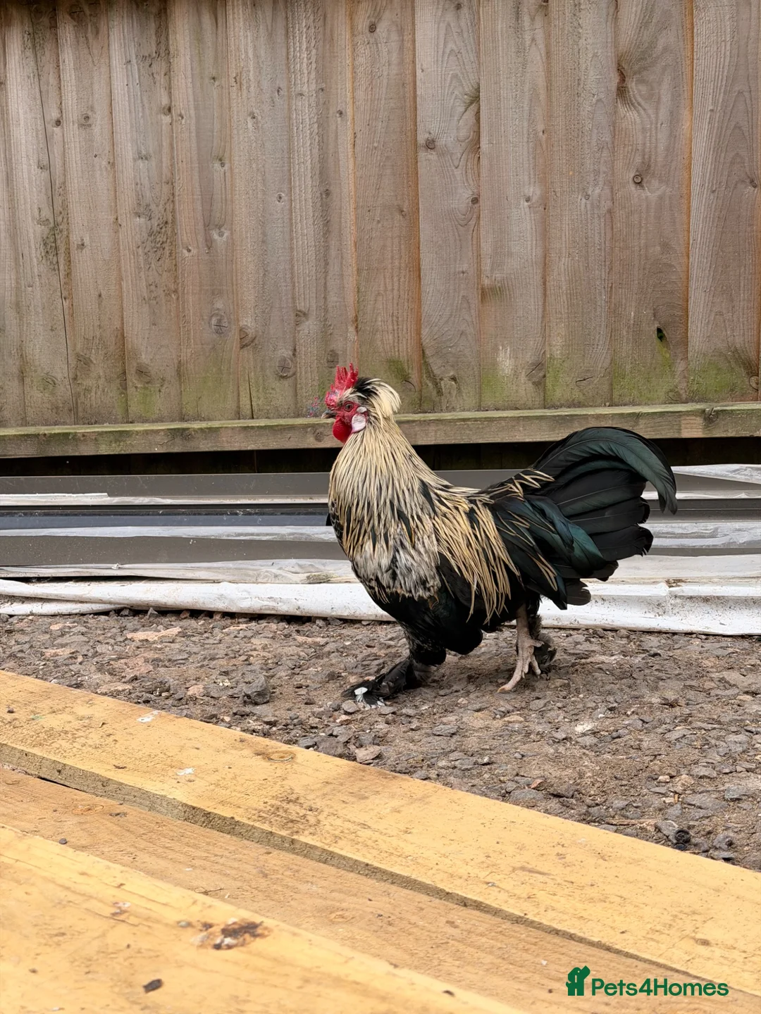 Mixed Breed poultry for sale: Cockerel - Advert 2