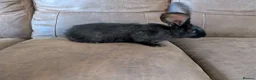 Continental Giant rabbits for sale: Continental giant - Advert 1