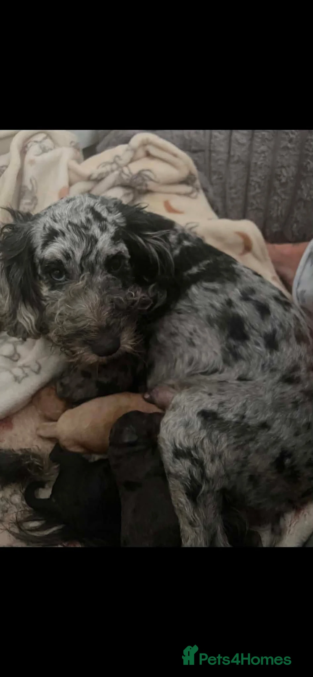 Cockapoo dogs for sale: Rare Cockapoo Puppies - Advert 2