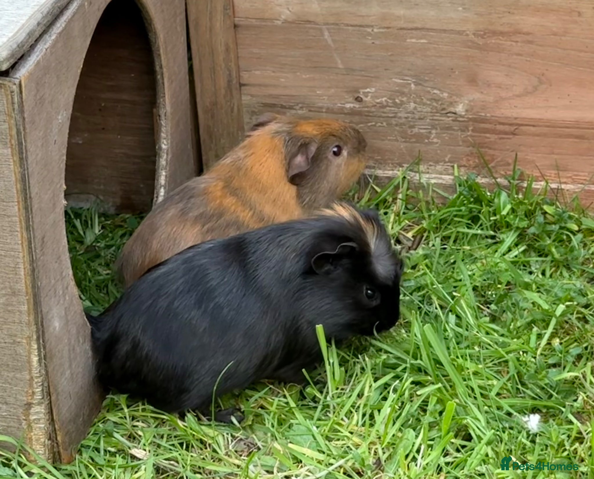 Guinea Pig rodents 2 baby guinea pigs, boars - Advert 1