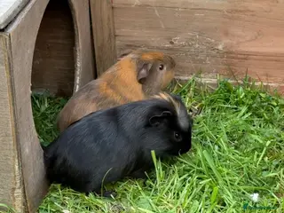 Guinea Pig rodents 2 baby guinea pigs, boars - Advert 10
