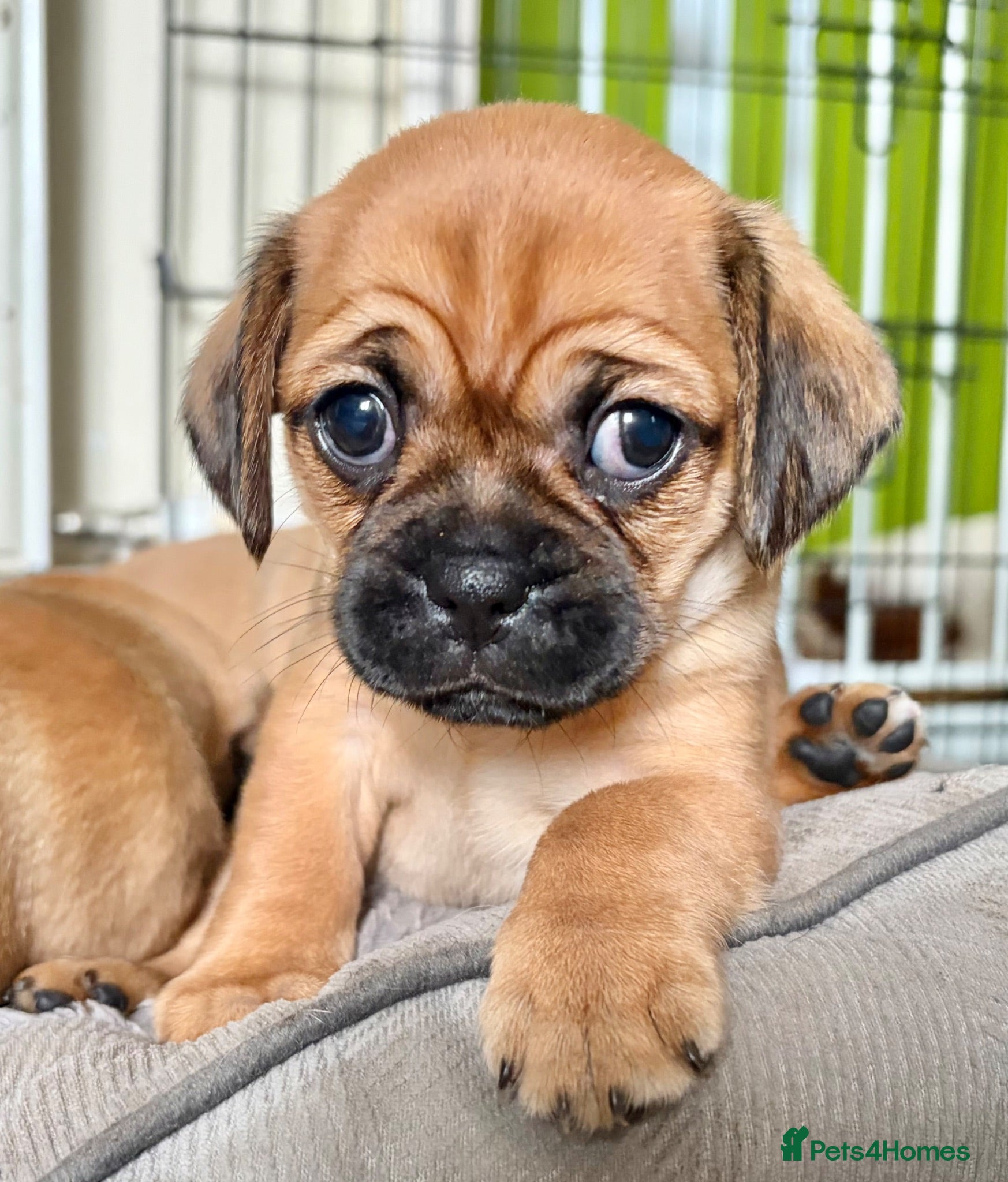 Mixed Breed dogs Pugalier F1 one girl left ready 23rd July - Advert 1