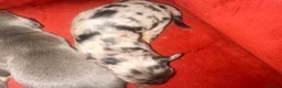 Miniature Dachshund dogs for sale: 7 gorgeous  dapple & isabella grey mini dachsunds  - Advert 16