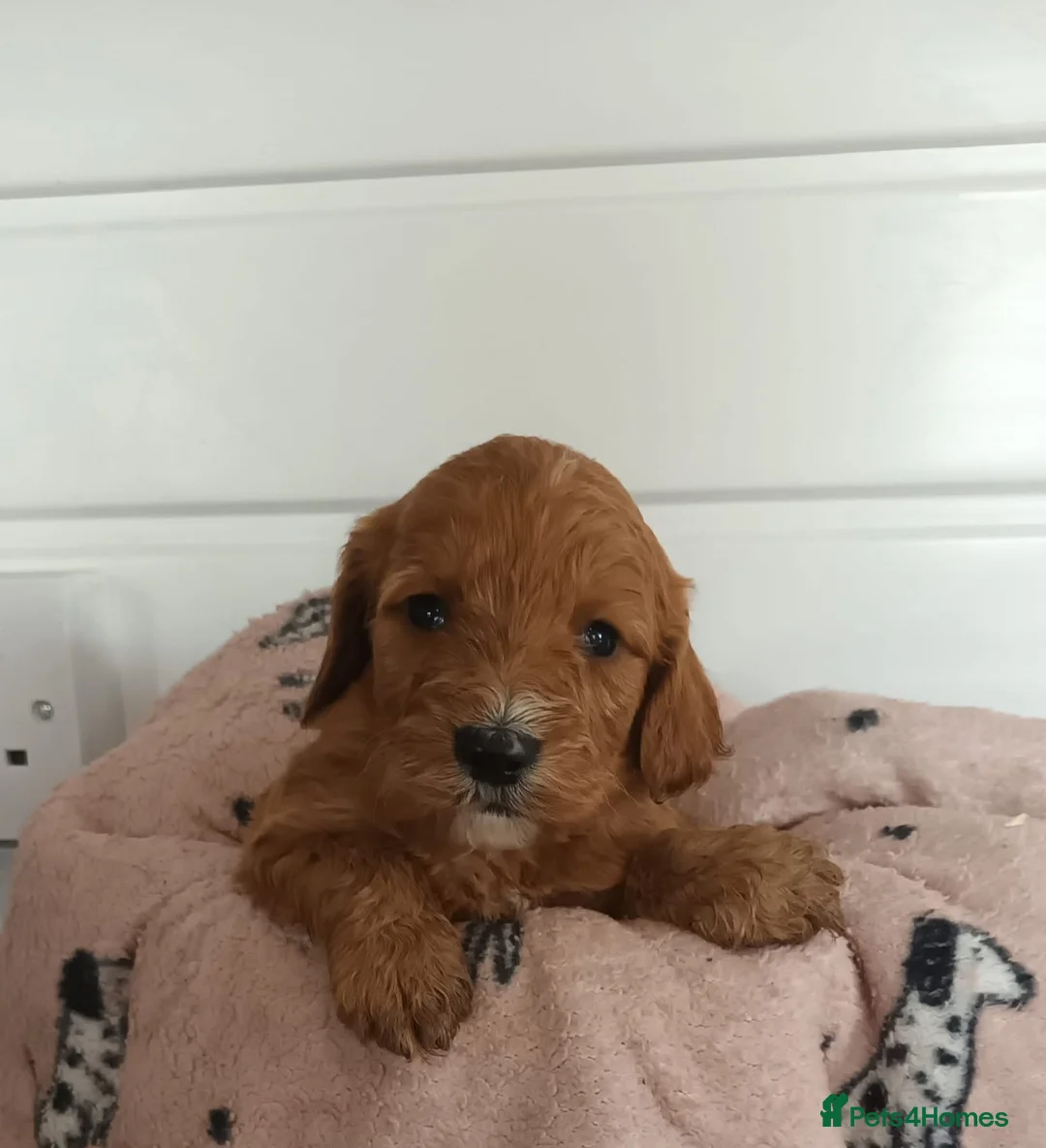 Miniature Poodle dogs for stud: mintiure poodle stud only kc health tested in Ely - Advert 19