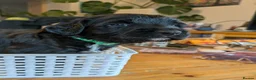Sprocker dogs for sale: Sprocker puppies READY NOW - Advert 27