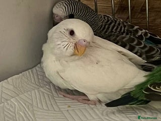 Budgerigars birds Albino and Lutino Girl Chicks Ready Mid December - Advert 3