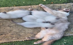 Ragdoll cats for sale: 4 energetic ragdoll fluffballs  - Image 14