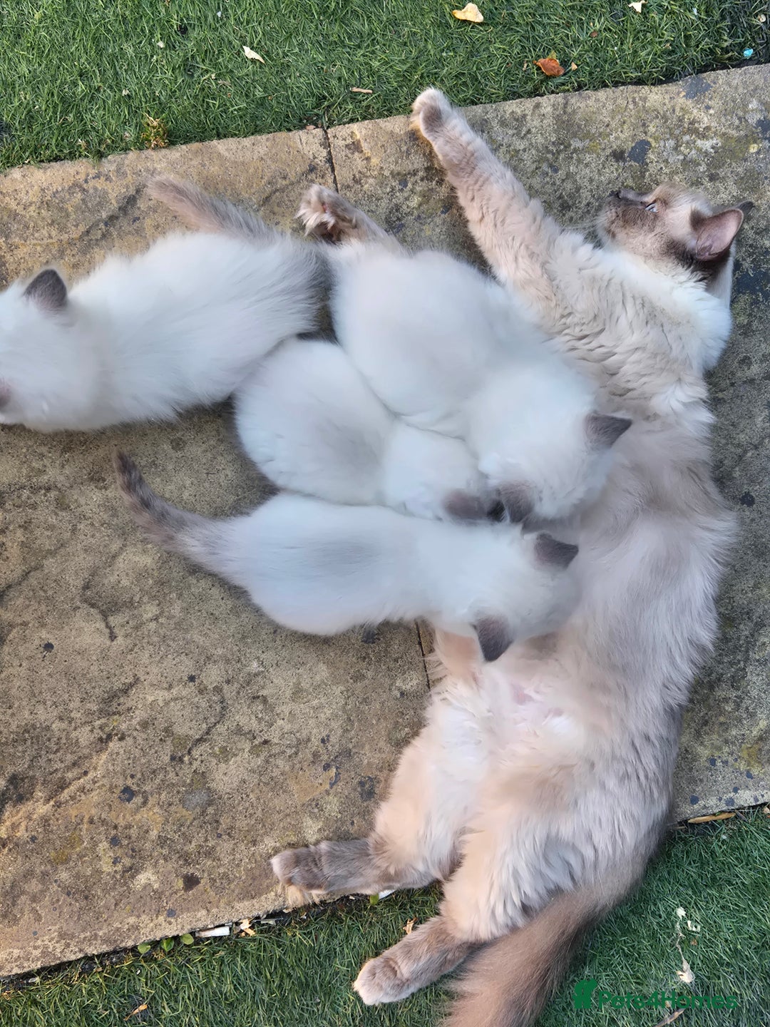 Ragdoll cats for sale: 4 energetic ragdoll fluffballs  - Image 14