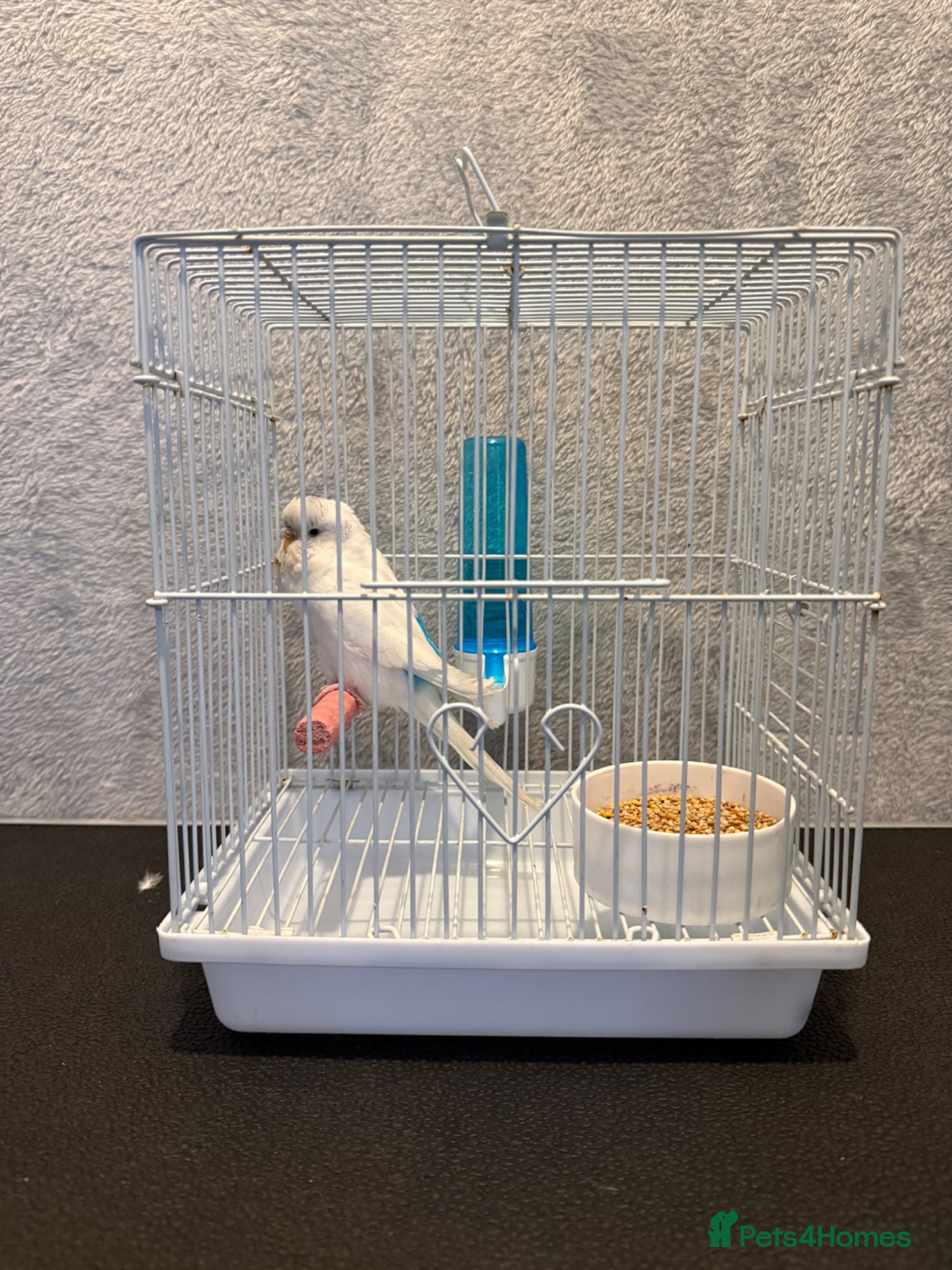 Budgerigars birds Female budgie - Advert 4