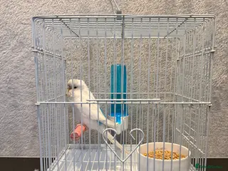 Budgerigars birds Female budgie - Advert 4