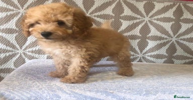 Cavapoo dogs - Advert 2