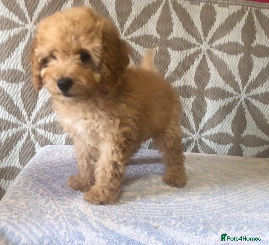 Cavapoo dogs for sale: F1B CAVAPOO PUPPIES  - Image 3
