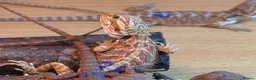Bearded Dragon reptiles for sale: Stunning baby bearded dragons - Advert 15