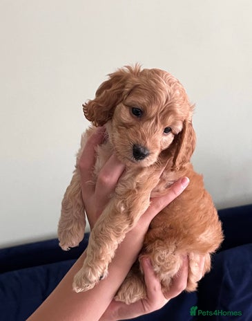 Cockapoo dogs Beautiful cockerpoo F1B - Advert 1